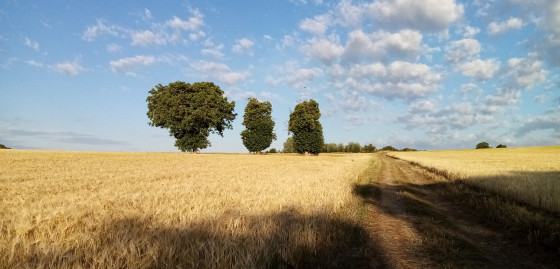 Chemin des champs