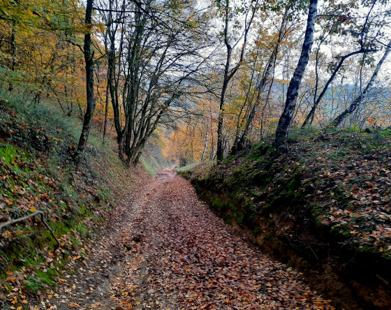 Chemin des Chênes