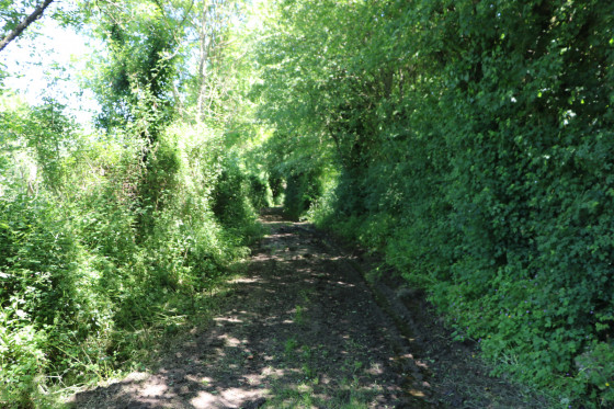Chemin des Epinettes