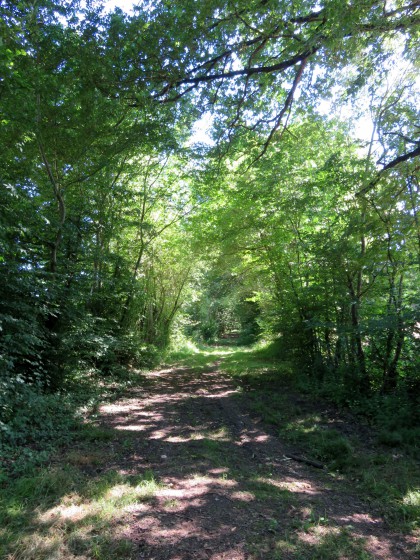 chemin des Grosses Roches dans un petit bois