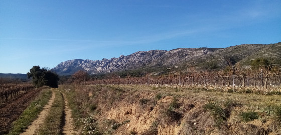 Chemin des vignes