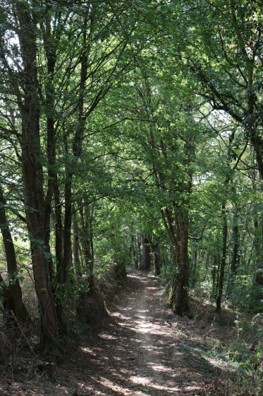 Chemin descendant des Chérons vers la Creuse