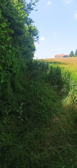 Chemin difficile