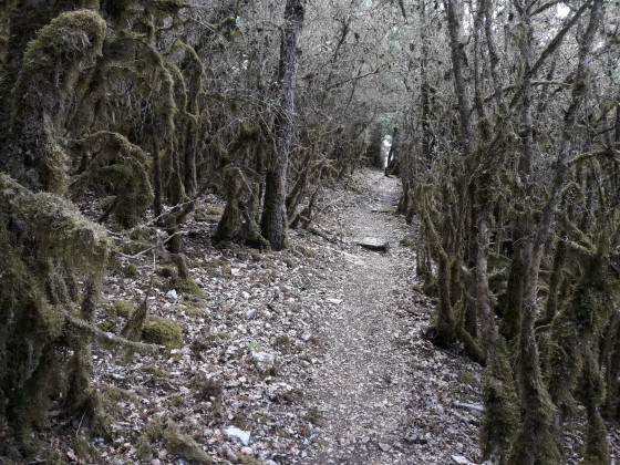chemin digne d'un film d'horreur ... un vrai régal !