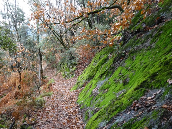 Chemin du Puy de Prades à Fabras