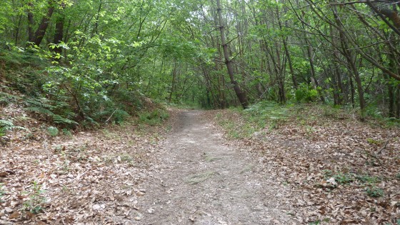 Chemin du retour en foret