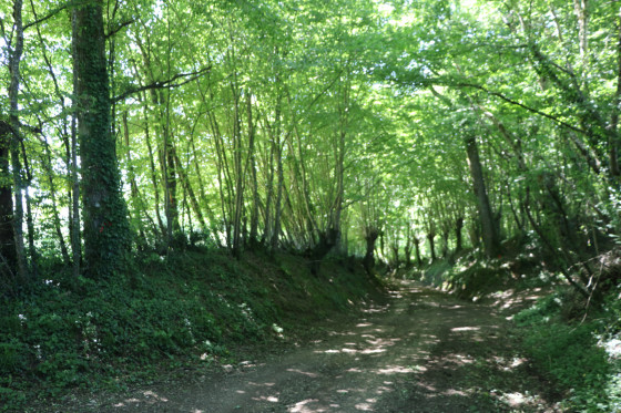 Chemin en descente vers le Ruisseau de l\'Hermitain.