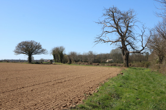 Chemin en direction du Bois de Circé