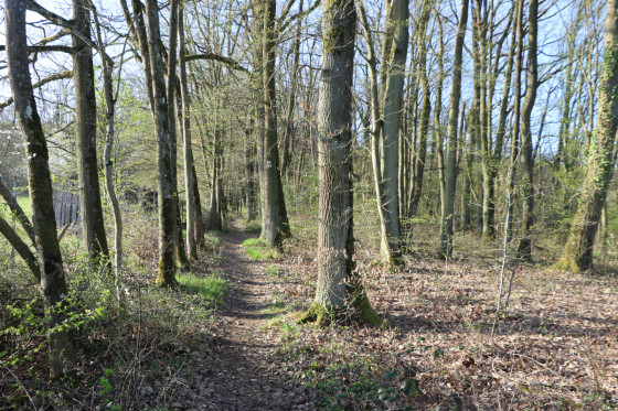 Chemin en direction du Bois de Pulnoy