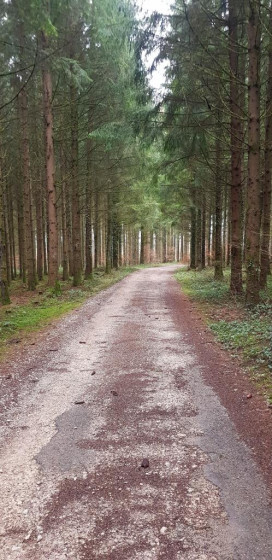 Chemin en forêt de sapins
