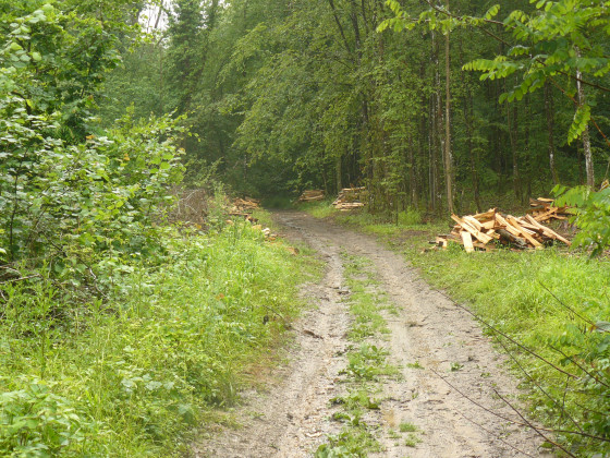 Chemin en forêt