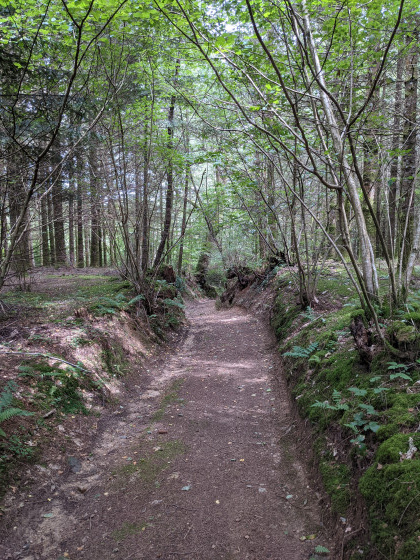 chemin en for&ecirc;t