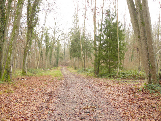 Chemin en forêt