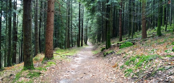 Chemin en forêt