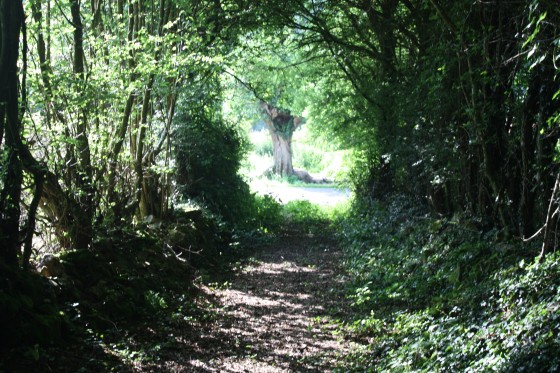 Chemin en forêt
