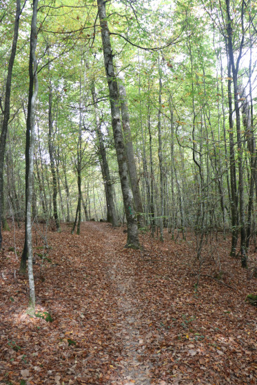 chemin en forêt