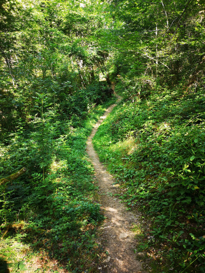 chemin en for&ecirc;t