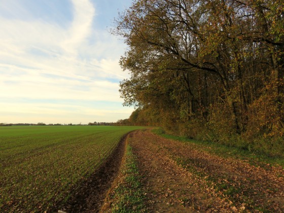 Chemin en lisière de bois près de la Genétière