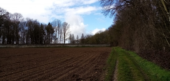 Chemin en lisière de bois