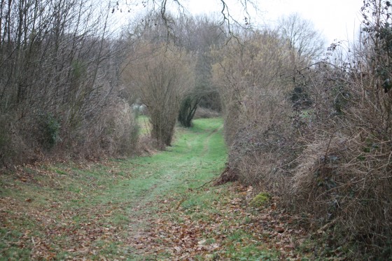 Chemin en lisière de bois