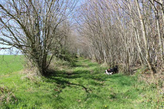 Chemin en lisière du Bois de Brillochet