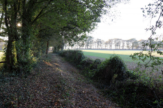 Chemin en lisière du bois de la Combe Noire