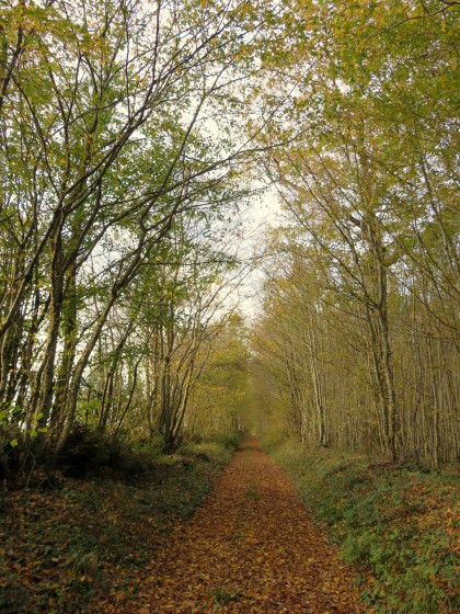 Chemin en lisière du bois de Marécreux