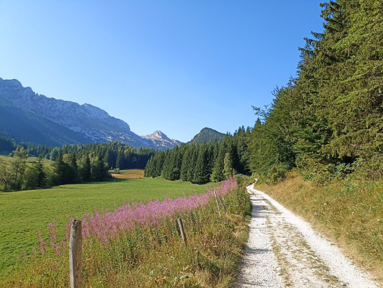 chemin en montagne