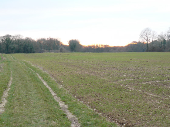 Chemin en plaine