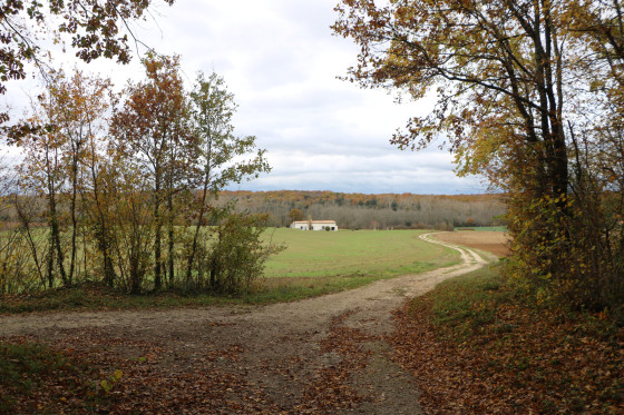 Chemin en sortie de bois