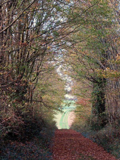 Chemin en sortie du bois de Marécreux