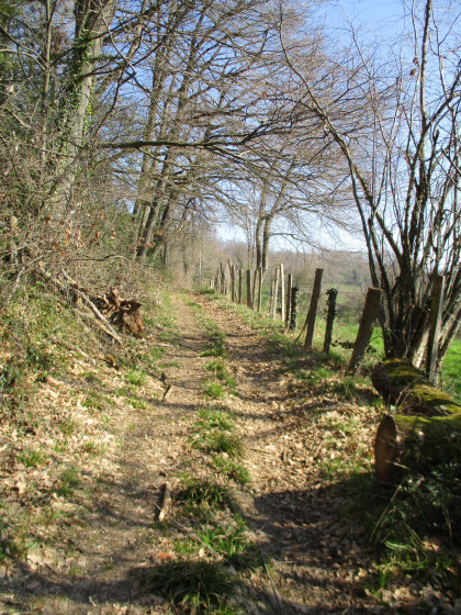 Chemin en sous bois à l'approche du Colombier