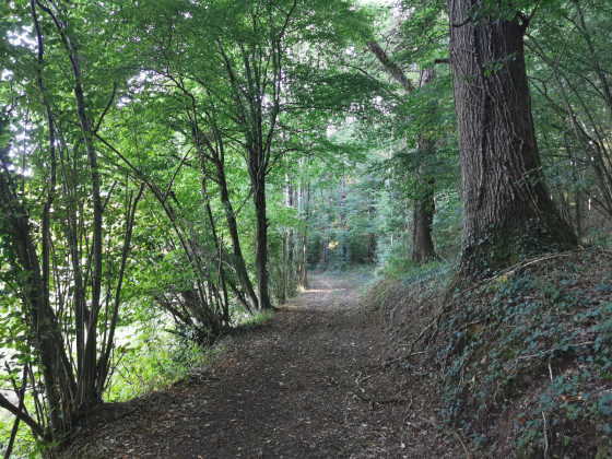 Chemin en sous-bois