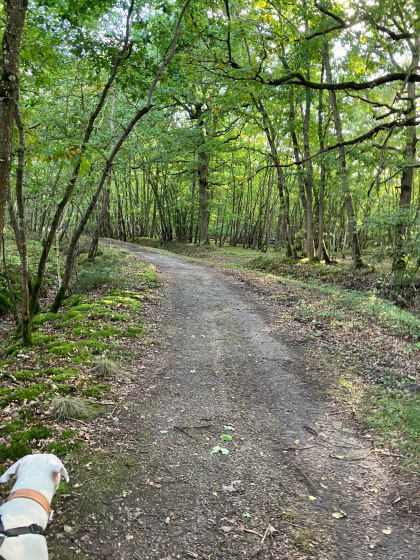 Chemin en sous-bois.