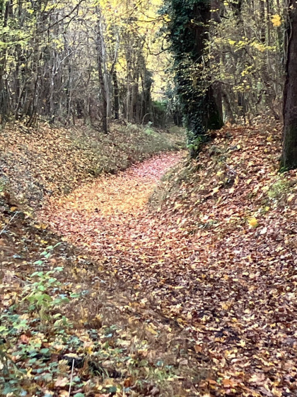 Chemin en sous-bois