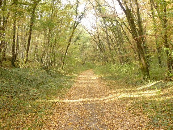 Chemin en sous-bois