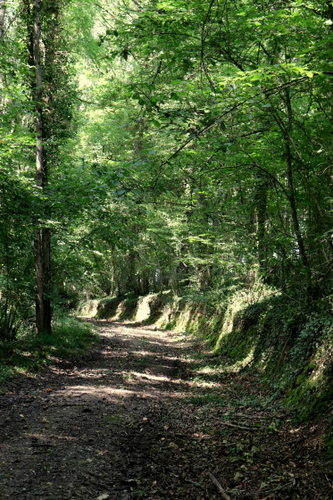 Chemin encaissé dans les 