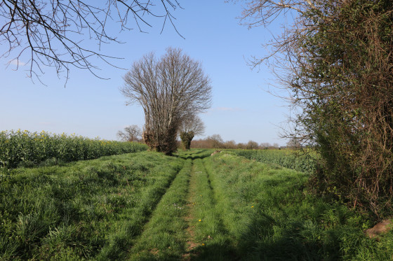 Chemin enherbé