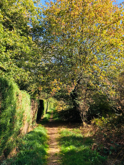 Chemin enherbé