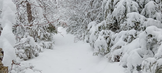 Chemin enneigé