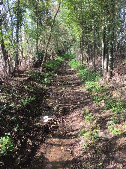 Chemin entouré de talus