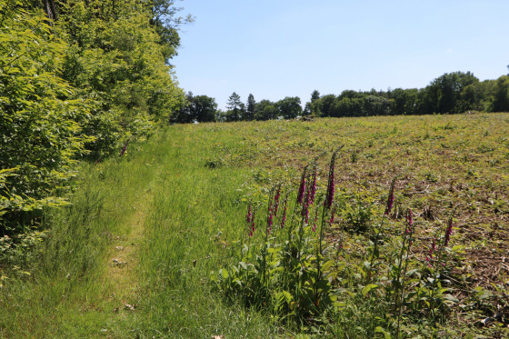 Chemin entre deux parcelles de bois