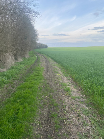 chemin entre la plaine et le bois