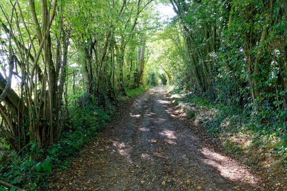 Chemin entre les arbres