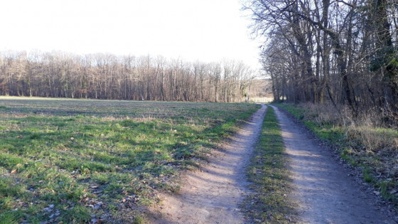 Chemin entre prairie et for&ecirc;t
