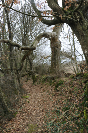 Chemin étroit