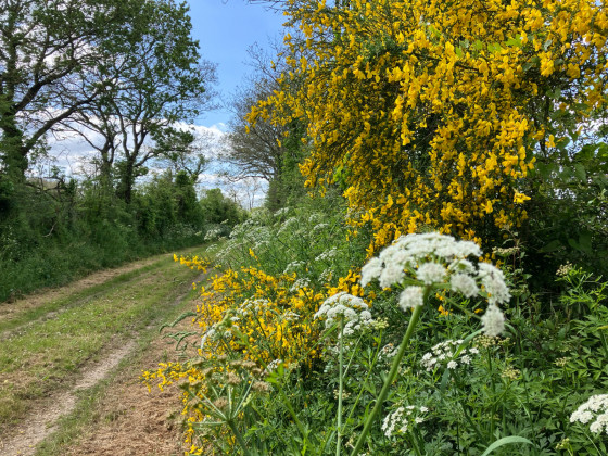 Chemin fleuri