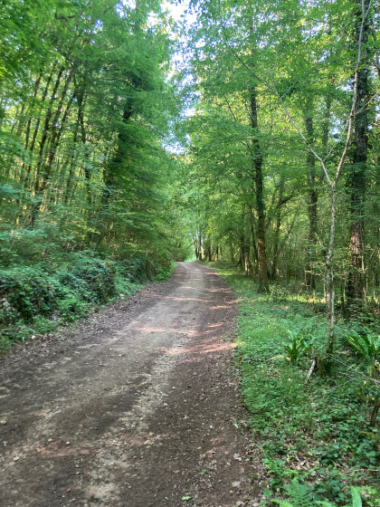 Chemin forestier de la Faye