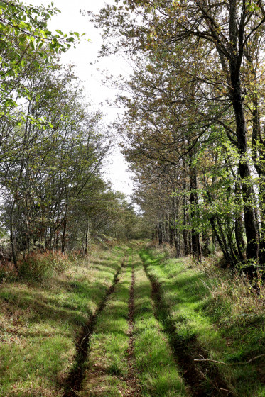 chemin forestier du côté de Bouesse