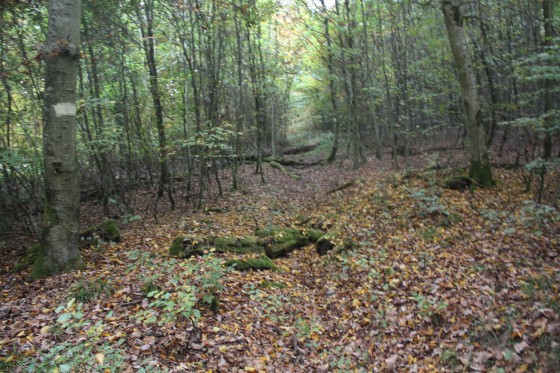 Chemin forestier